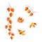 Physalis flowers, berries and leaves of an autumn plant. colors orange vector illustration on a white background
