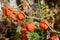 Physalis flowers, Ground Cherry or Winter Cherry in the autumn garden