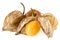 Physalis Fruit