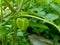 Physalis fruit hanging on the tree with nature background