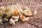 Physalis fruit with husk over palm leaves on rattan background. Copy space. Tropical travel, exotic fruit. Vegan and vegetarian