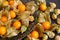 Physalis fruits