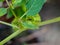 Physalis minima tree, Hogweed, Ground Cherry on tree, Pygmy ground cherry fruit. Scientific name Physalis angulata. macro shot on