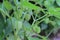 physalis minima tree, Hogweed, Ground Cherry on tree. (Scientific name: Physalis angulata L.)