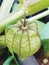 Physalis minima, Wild Cape Gooseberry