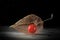 Physalis on old wood, black background