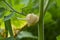 Physalis peruviana, Cape gooseberry, Peruvian groundcherry fruit close up