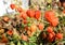 Physalis peruviana fruits harvest. Physalis flowers or Ground Cherry in the autumn garden.