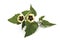 Physalis plant flowers (Physalis peruviana)