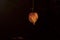 Physalis resembling a Chinese lantern on a dark background