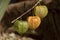 Physalis resembling a Chinese lantern on a dark background