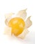 Physalis single berry over white
