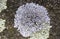 Physcia caesia, known colloquially as blue-gray rosette lichen and powder-back lichen, is a species of foliose lichenized fungus