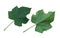 Physic nut leaves, Purging nut or Barbadose nut Jatropha curcas L