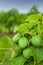 Physic nut plantation, alternative fuel