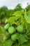 Physic nut, Purging nut or Barbadose nut Jatropha curcas L. agriculture farming, fruitage in the trees. Vegetable oil refining,