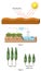 Physics - carbon cycle and tree species