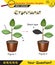 Physics - Joseph priestley`s experiment, plant experiments