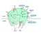 Physiology of the Gastric Parietal Cell explnation diagram vector illustration