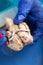 Physiology student examining a cow brain