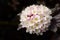 Physocarpus opulifolius `Diabolo` in flower