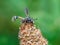 Physocephala rufipes fly on seedhead, wasp mimic.