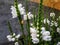 Physostegia virgin white