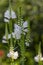 Physostegia virginiana alba white flowering plant, beautiful obedience false dragonhead ornamental flowering plants