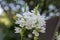 Physostegia virginiana alba, white small flowers in bloom