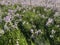 Physostegia virginiana in full bloom in summer