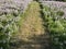 Physostegia virginiana in full bloom in summer