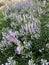 Physostegia virginiana in full bloom in summer