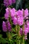 Physostegia virginiana, Obedient Plant