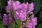 Physostegia virginiana, Obedient Plant