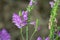 Physostegia virginiana, Obedient Plant with small pink flowers and buds and green leaves, macro of Amazing Dainty False Dragonhead