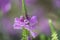 Physostegia virginiana Obedient Plant with small pink flowers green leaves macro of Amazing Dainty or False Dragonhead
