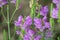 Physostegia virginiana Obedient Plant with small pink flowers green leaves macro of Amazing Dainty or False Dragonhead