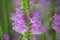 Physostegia virginiana Obedient Plant with small pink flowers green leaves macro of Amazing Dainty or False Dragonhead