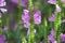Physostegia virginiana  Obedient Plant with small pink flowers  green leaves  macro of Amazing Dainty or False Dragonhead