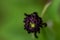 Phyteuma ovatum flower growing in mountains