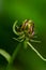 Phyteuma ovatum flower in mountains, macro