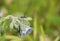 Phytoecia coerulescens on Blue Hound`s-tongue