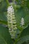 Phytolacca americana, also known as American pokeweed, pokeweed, poke sallet, or poke salad