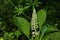 Phytolacca americana L, also known as American pokeweed, poke sallet, dragonberries, and inkberry, is a poisonous, herbaceous