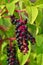 phytolacca americana, pokeweed