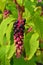 Phytolacca americana, pokeweed