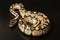 Phyton regius snake