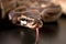 Phyton regius snake