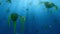 Phytoplankton combine nutrients in seawater with energy from the sun