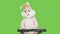 Pianist playing piano, celebrate easter, have fun. Adult Easter bunny life-size suit playing electric digital piano